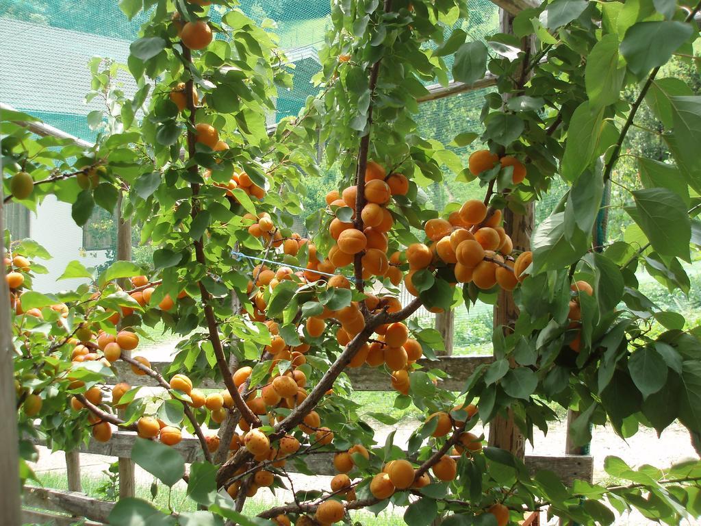 Tinnerhof Appiano Sulla Strada Del Vino Luaran gambar