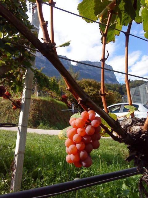 Tinnerhof Appiano Sulla Strada Del Vino Luaran gambar